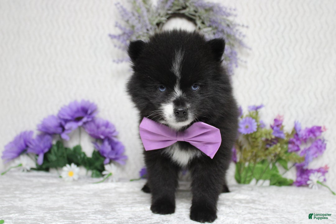 Pomsky dogs for sale: Luey  - Ad 6