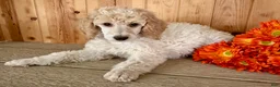Standard Poodle dogs for sale: Lucy - Ad 8