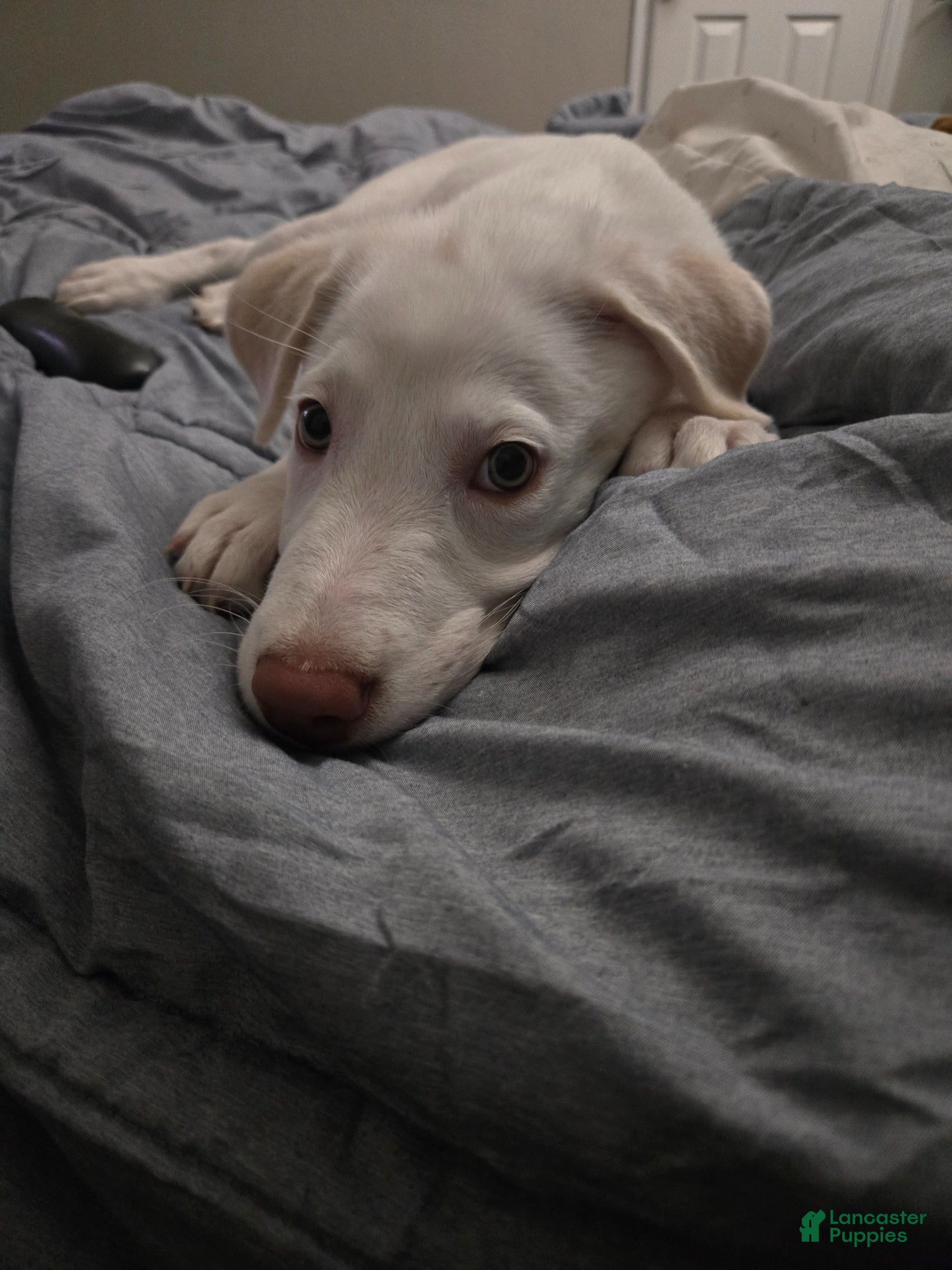Mixed Breed dogs Peanut - Ad 11