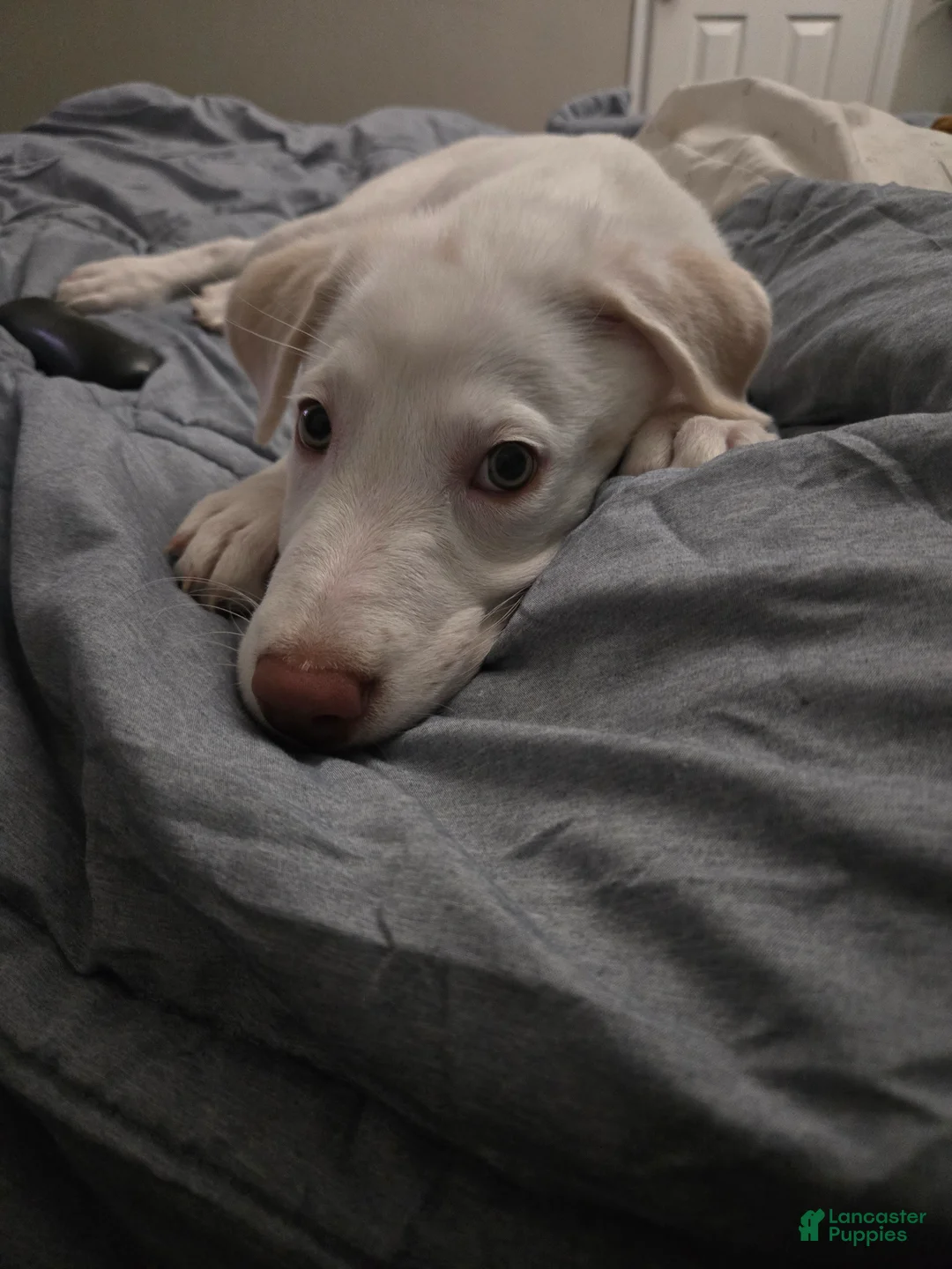 Mixed Breed dogs for sale: Peanut - Ad 1
