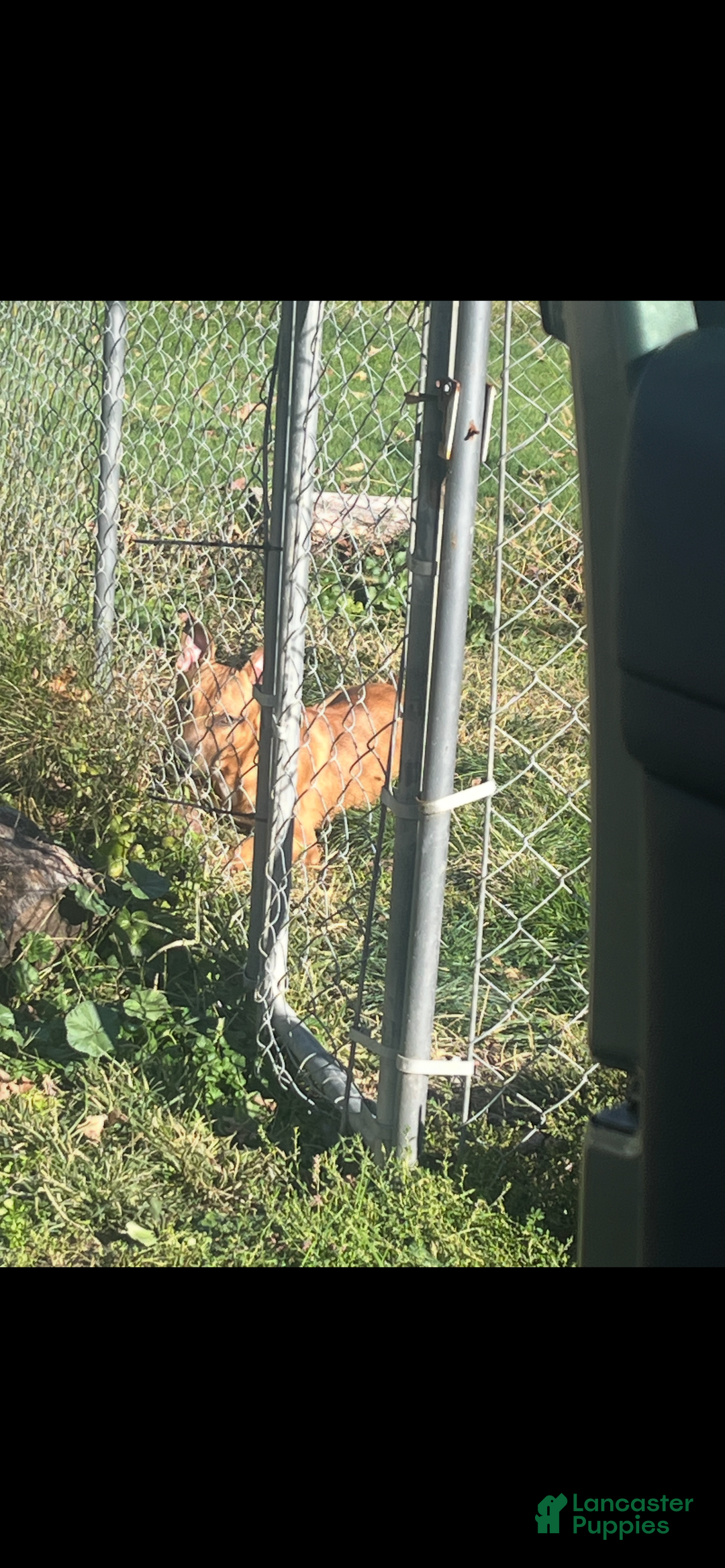 Mixed Breed dogs for sale: Mixed Breed Puppy 1 - Ad 3