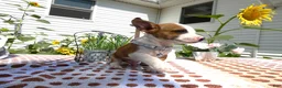 Jack Chi dogs for sale: Jack Chi 4 Jack - Ad 3