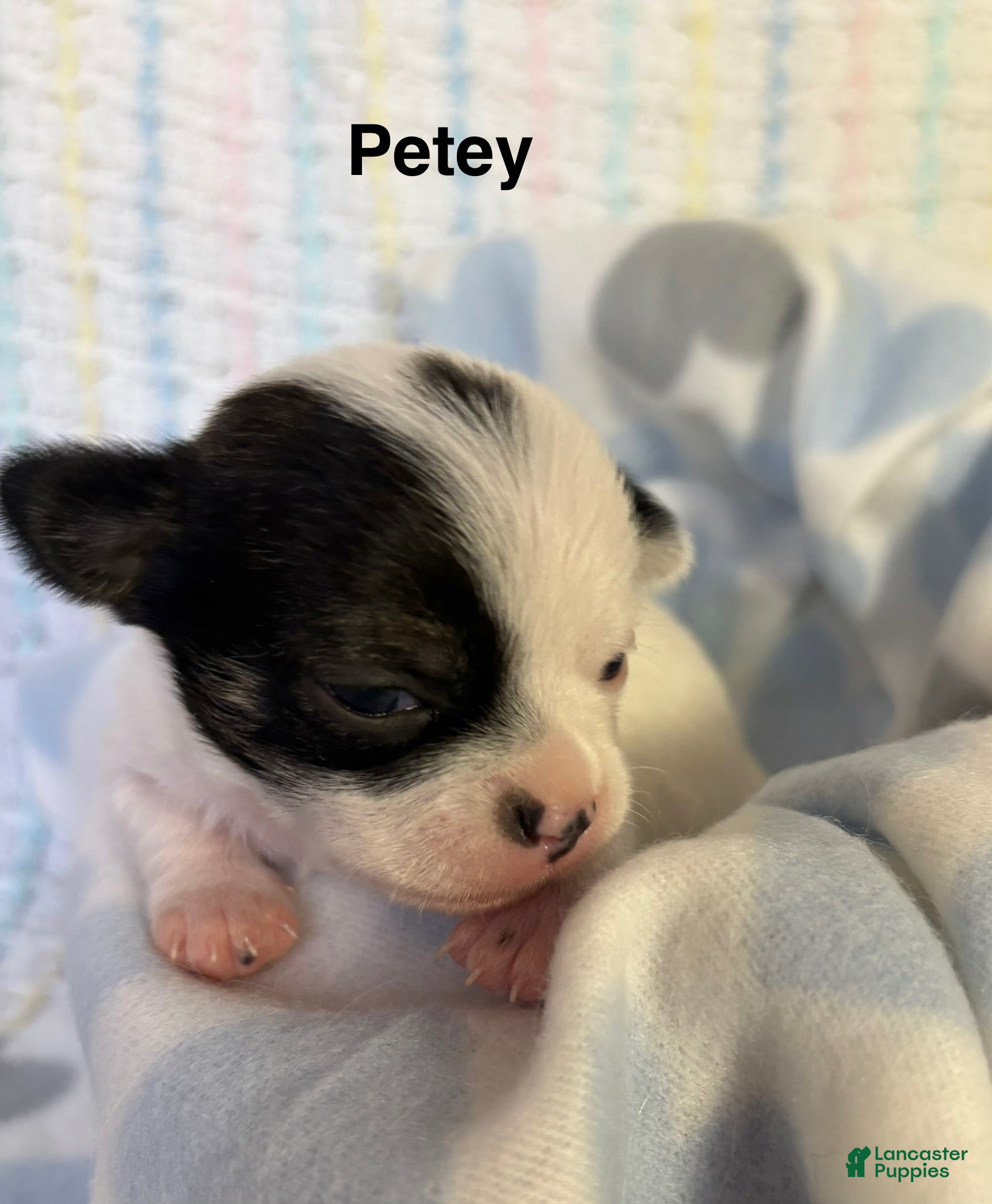 Chihuahua dogs for sale: Chihuahua Puppy 2 - Ad 4
