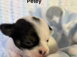 Chihuahua dogs Chihuahua Puppy 2 - Ad 11