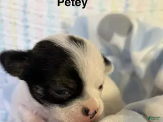 Chihuahua dogs Chihuahua Puppy 2 - Ad 28