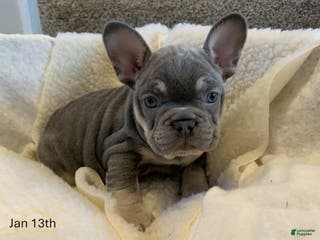 French Bulldog dogs Stella - Ad 10