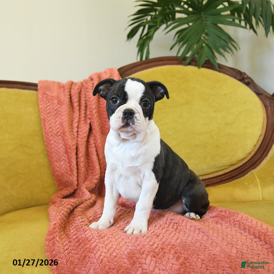 Boston Terrier dogs Dasher - Ad 6