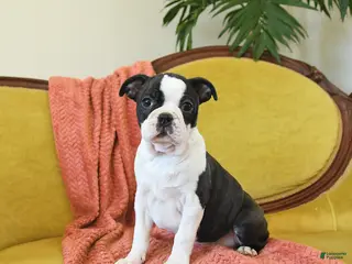 Boston Terrier dogs Dasher - Ad 10