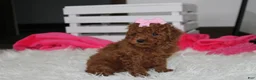 Miniature Poodle dogs for sale: Sasha  - Ad 9