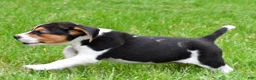 Beagle dogs for sale: Banjo - Ad 5