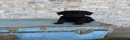 Miniature Labradoodle dogs for sale: Bonnie - Ad 4