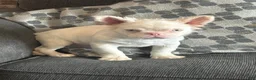 French Bulldog dogs for sale: Pink Pookie - Ad 3
