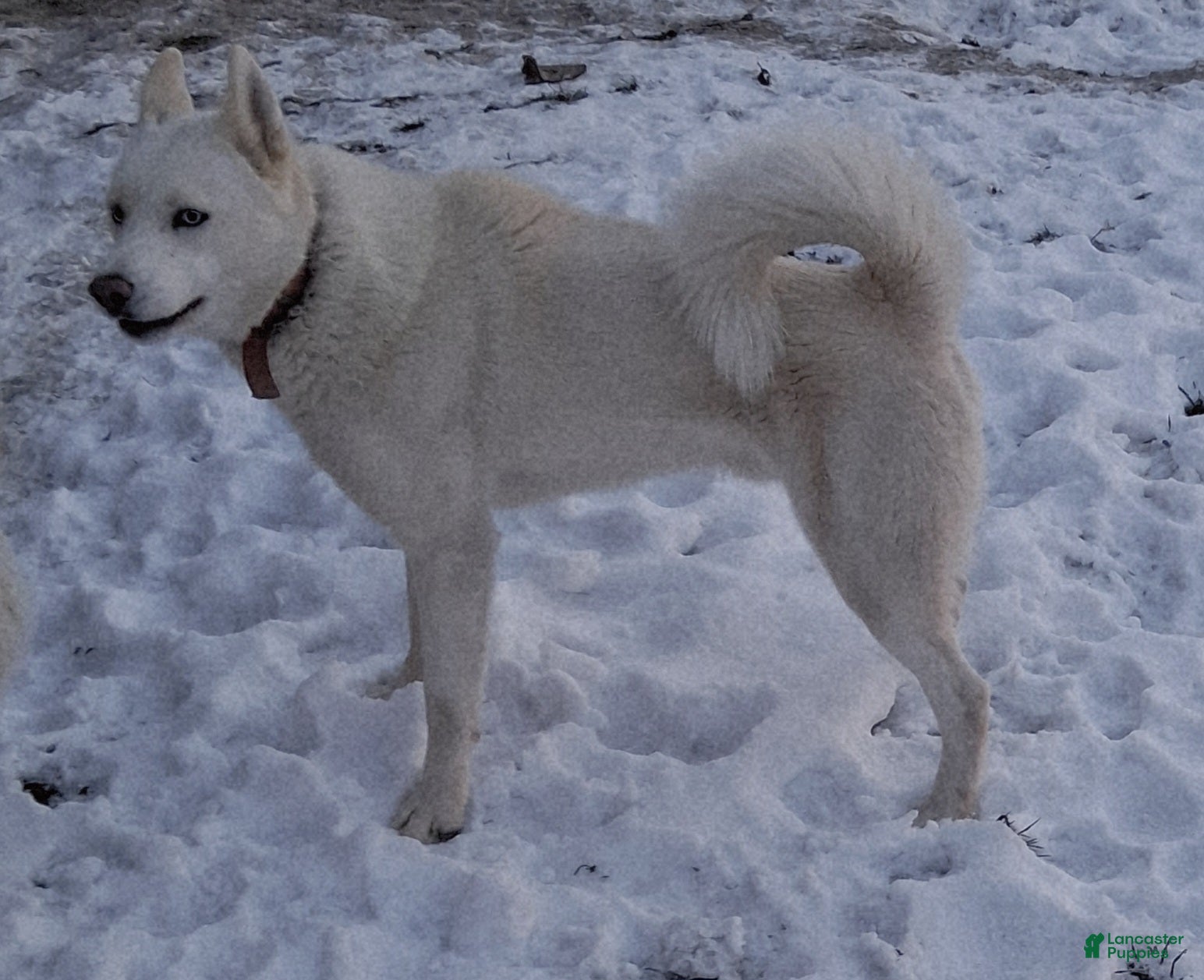 Siberian Husky dogs Duke - Ad 21