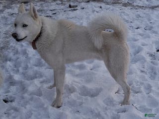 Siberian Husky dogs Duke - Ad 26