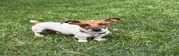 Jack Russell Terrier dogs for sale: Rio - Ad 4