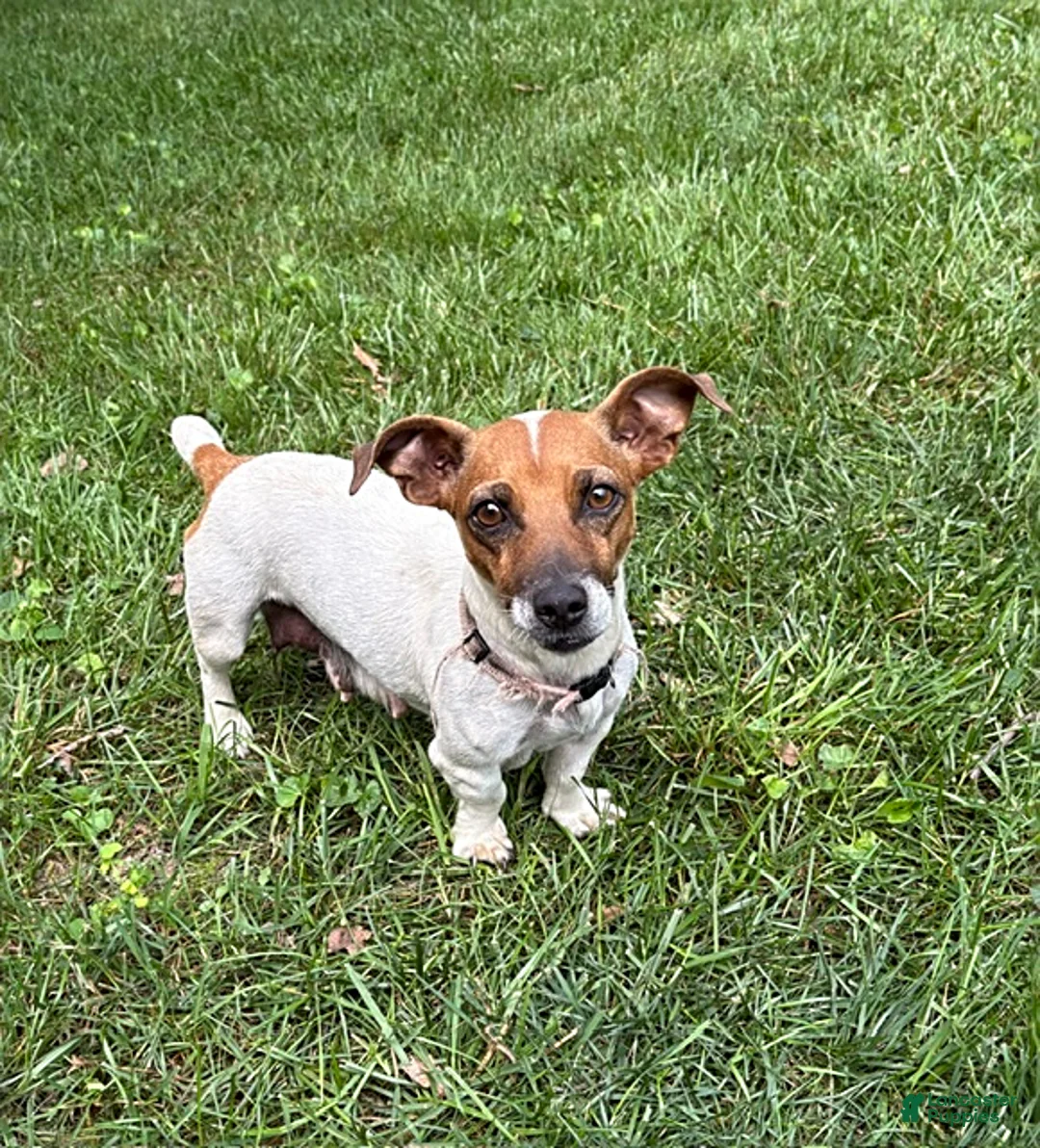 Jack Russell Terrier dogs for sale: Rio - Ad 4