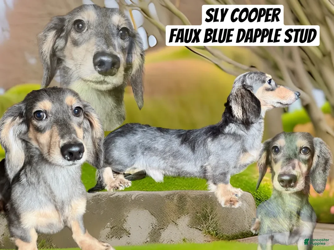 Dachshund dogs for sale: Dachshund Puppy 1 - Ad 2