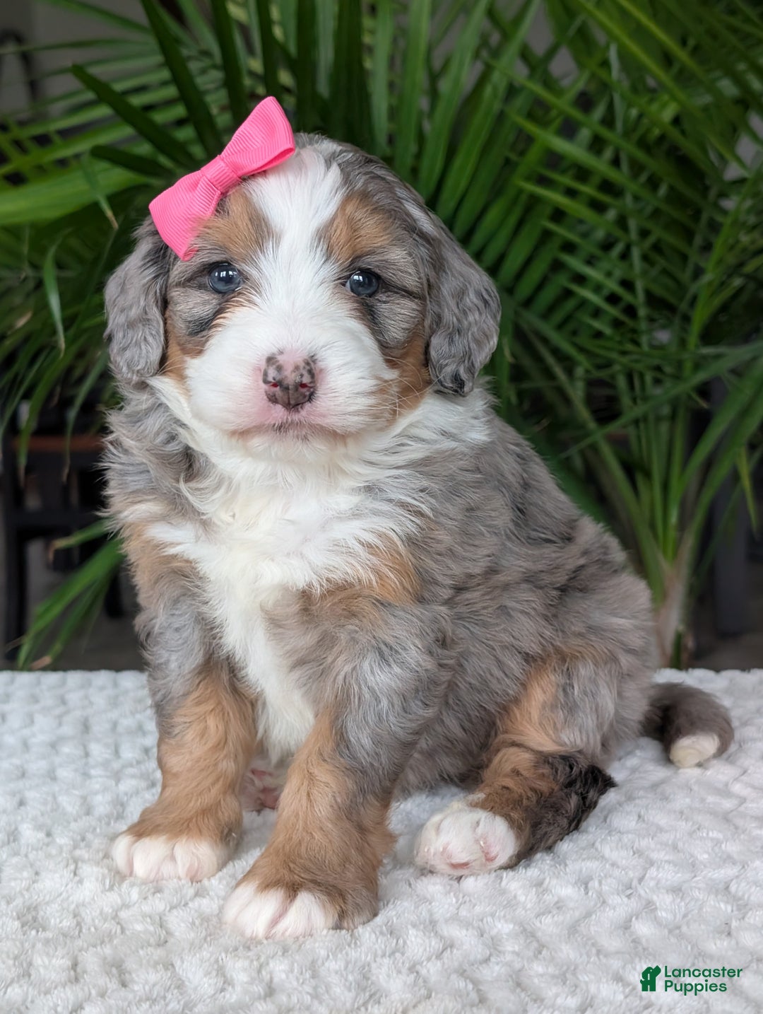 Mini Bernedoodle dogs for sale: Mini Allie  - Ad 10