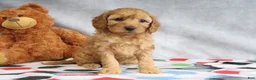 Mini Goldendoodle dogs for sale: Annie - Ad 3
