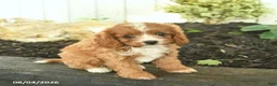 Cavapoo dogs for sale: Tulip  - Ad 2