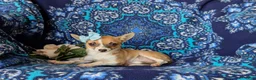 Chihuahua dogs for sale: Amelia 6 lbs Full Grown - Ad 6