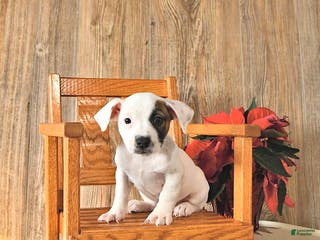 Jack Russell Terrier dogs Twila - Ad 15