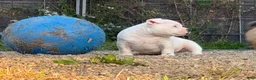 American Bully dogs for sale: Black/White Pied  - Ad 3