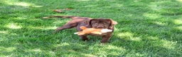 Labrador Retriever dogs for sale: Samuel  - Ad 2