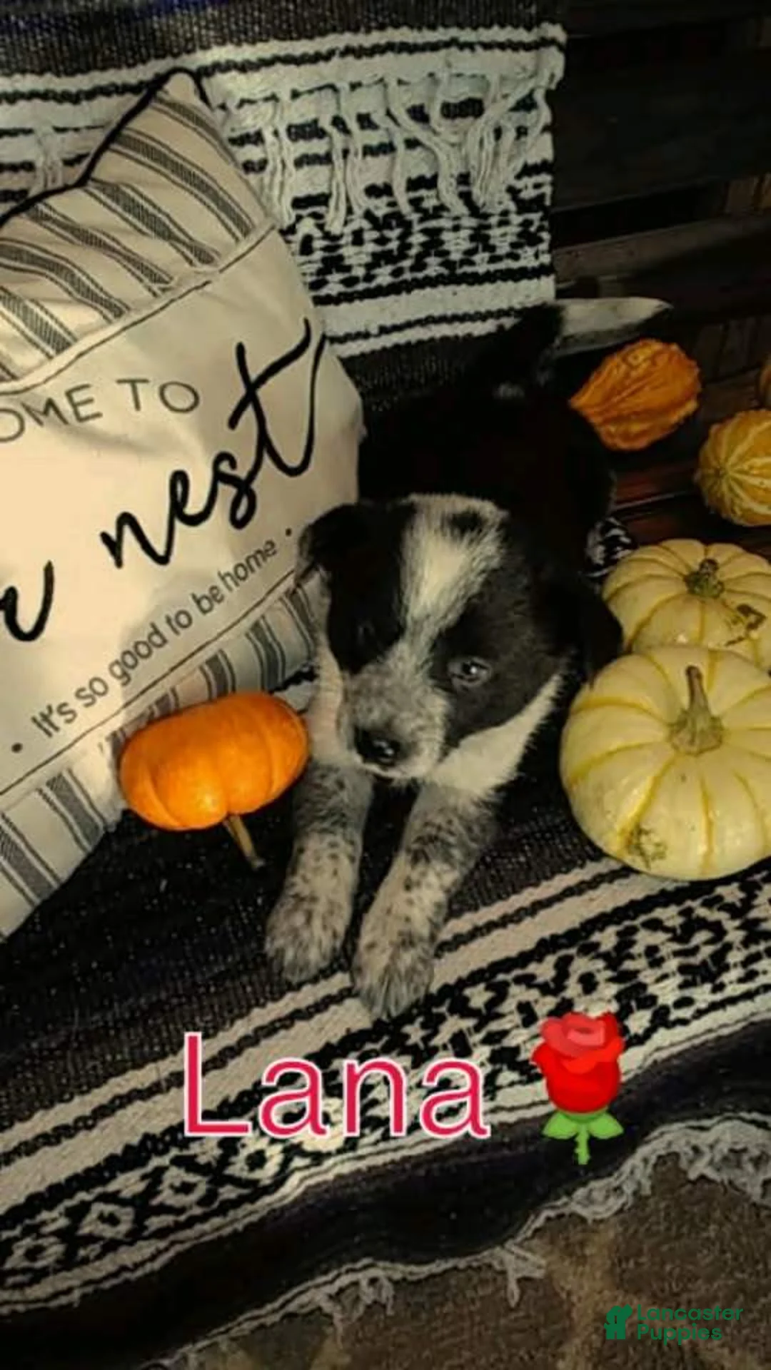 Australian Cattle Dog dogs for sale: Australian Cattle Dog 2 Lana - Ad 2