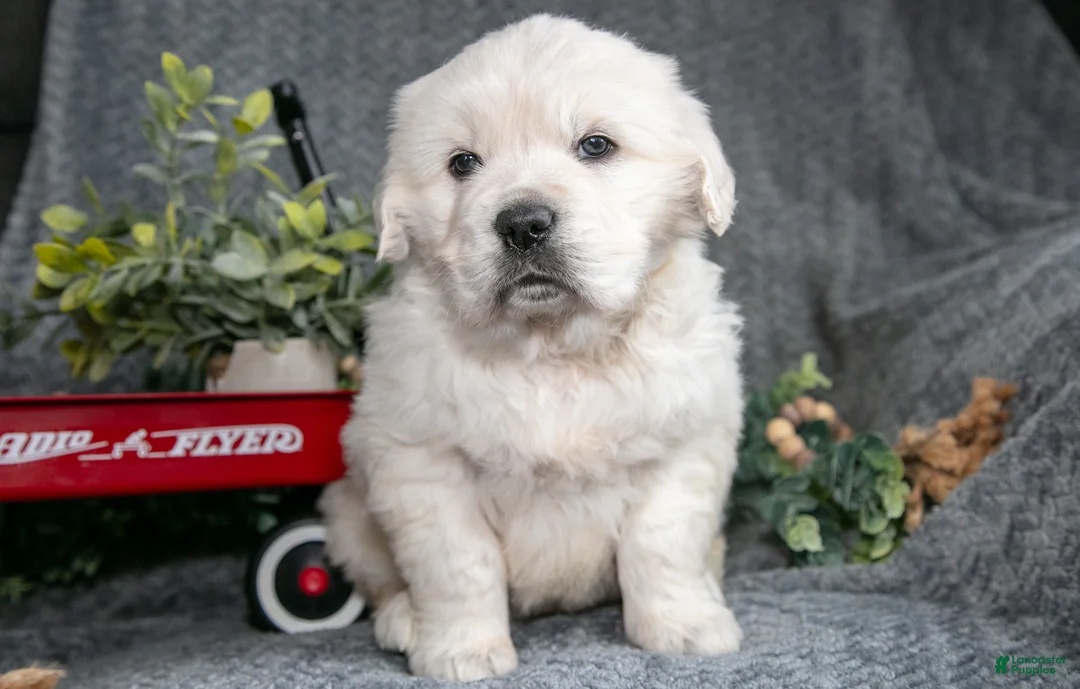 Golden Retriever dogs for sale: Charles  - Ad 2