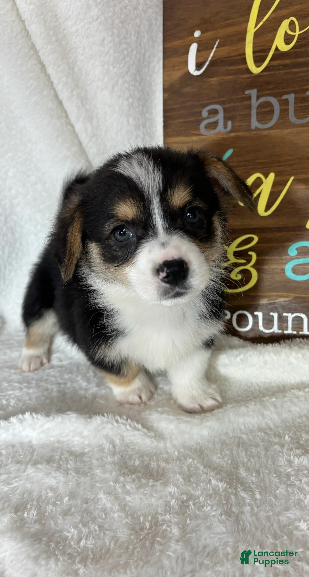 Welsh Corgi Pembroke dogs for sale: Chico - Ad 5