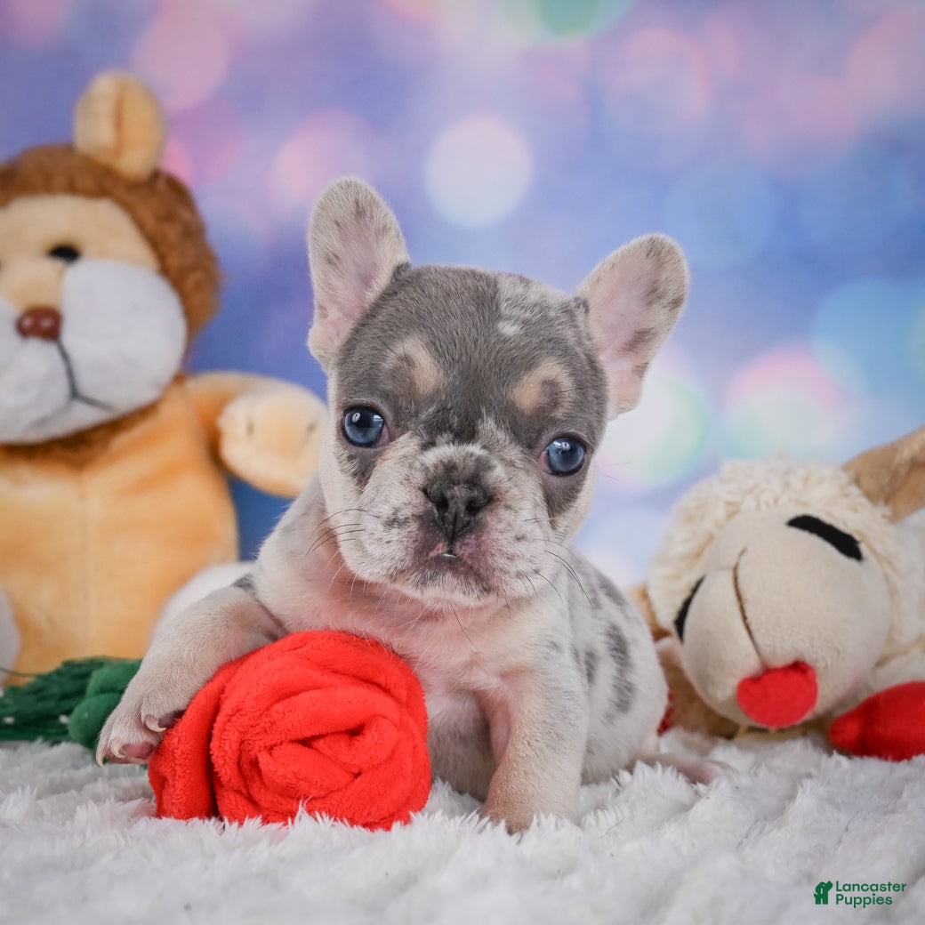 French Bulldog dogs for sale: Rose - Ad 5