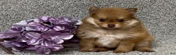 Pomeranian dogs for sale: Kane - Ad 3