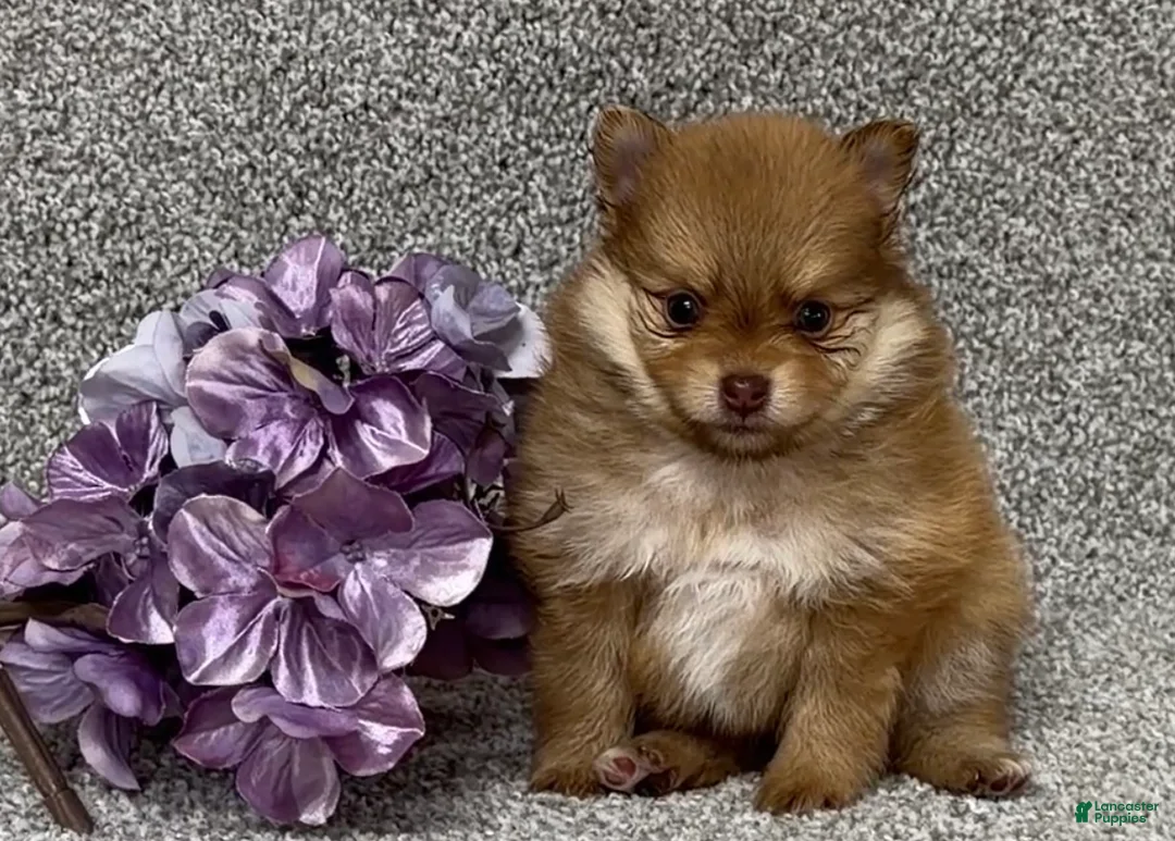 Pomeranian dogs for sale: Kane - Ad 3