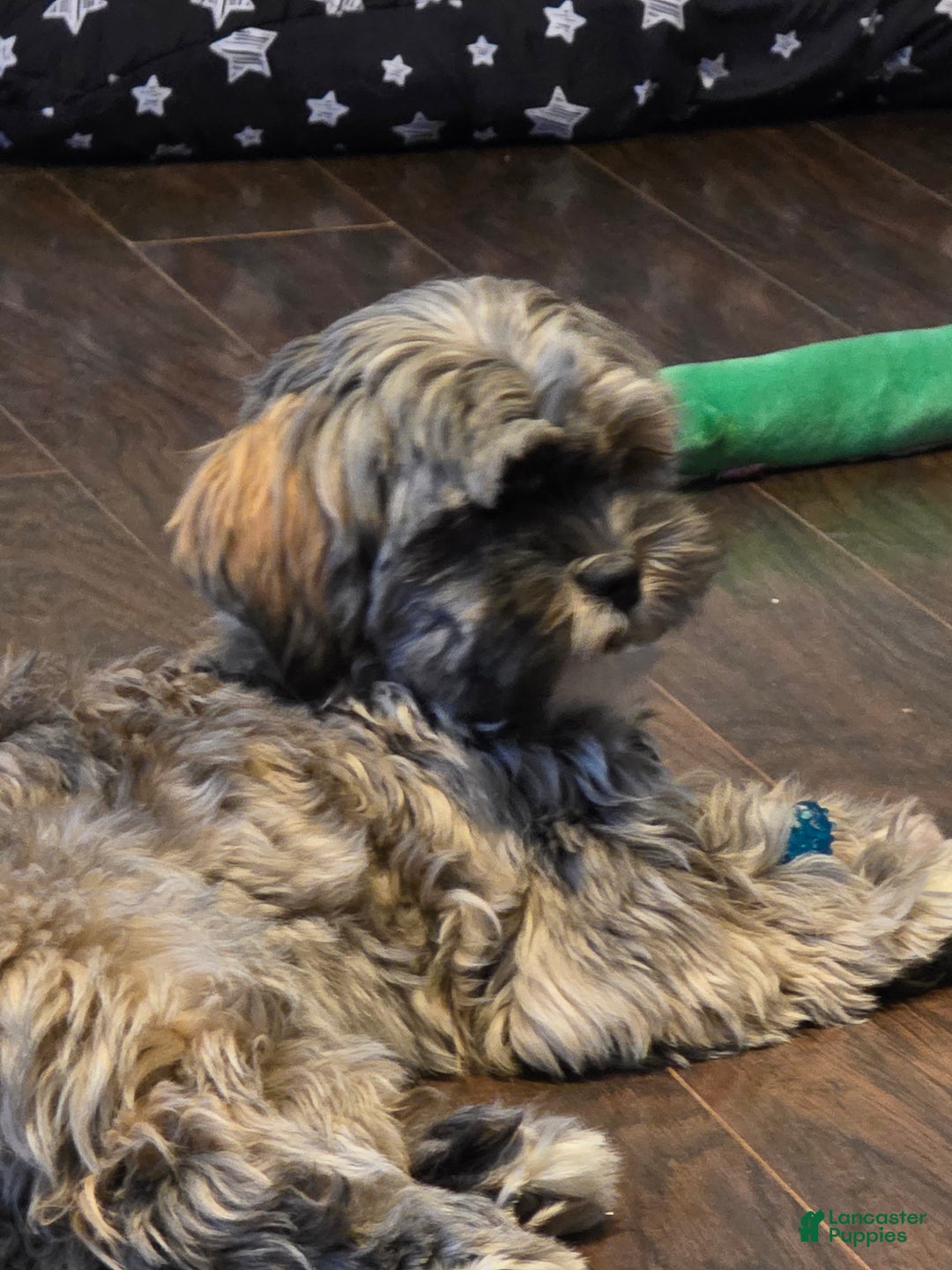 Mixed Breed dogs for sale: Mixed Breed Puppy 2 (Lincoln) - Ad 4