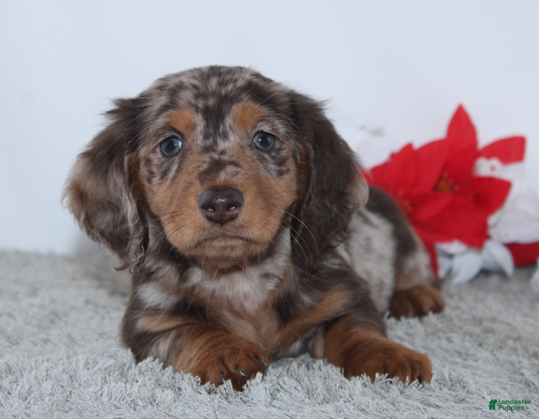 Miniature Dachshund dogs for sale: Harrison - Ad 1
