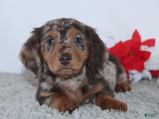 Miniature Dachshund dogs Harrison - Ad 18