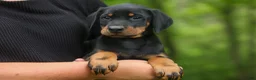 Doberman Pinscher dogs for sale:  Domino (Black Rust)🖤🐾 - Ad 2