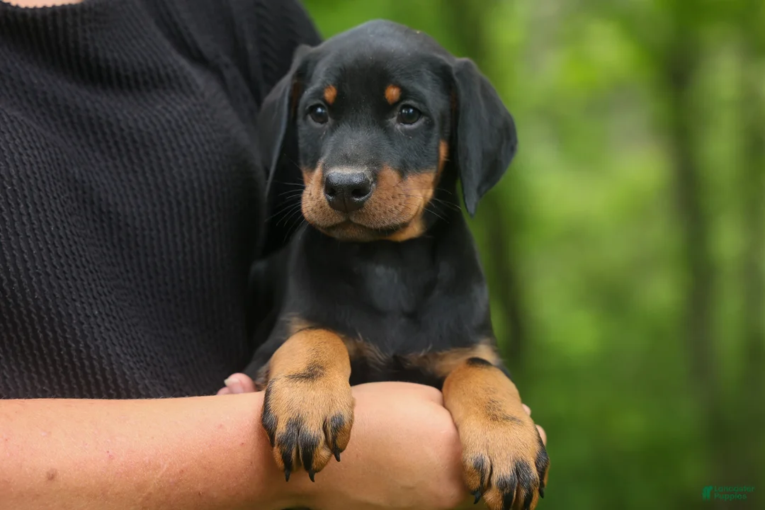 Doberman Pinscher dogs for sale:  Domino (Black Rust)🖤🐾 - Ad 2