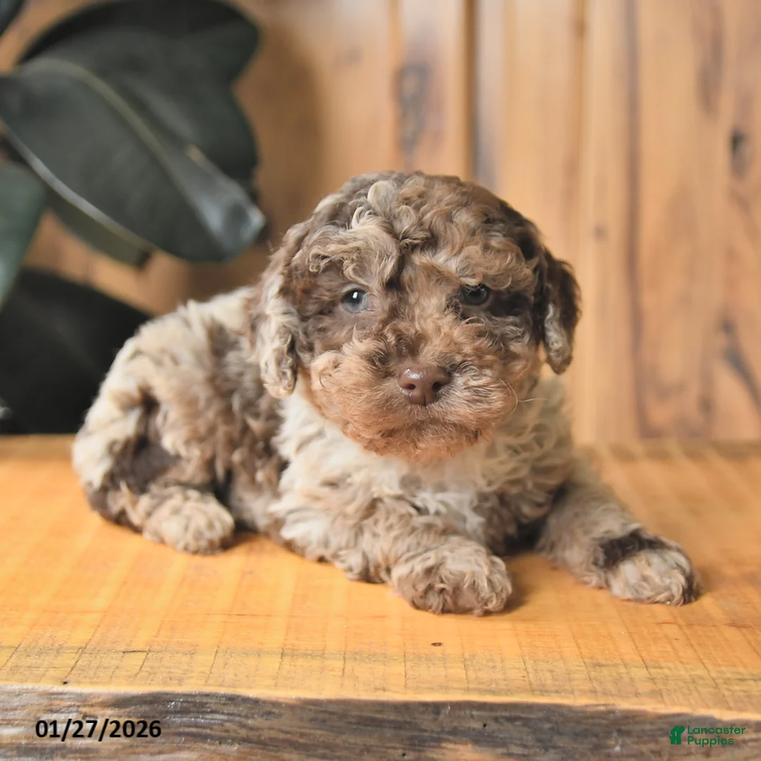 Miniature Poodle dogs for sale: Benji - Ad 4