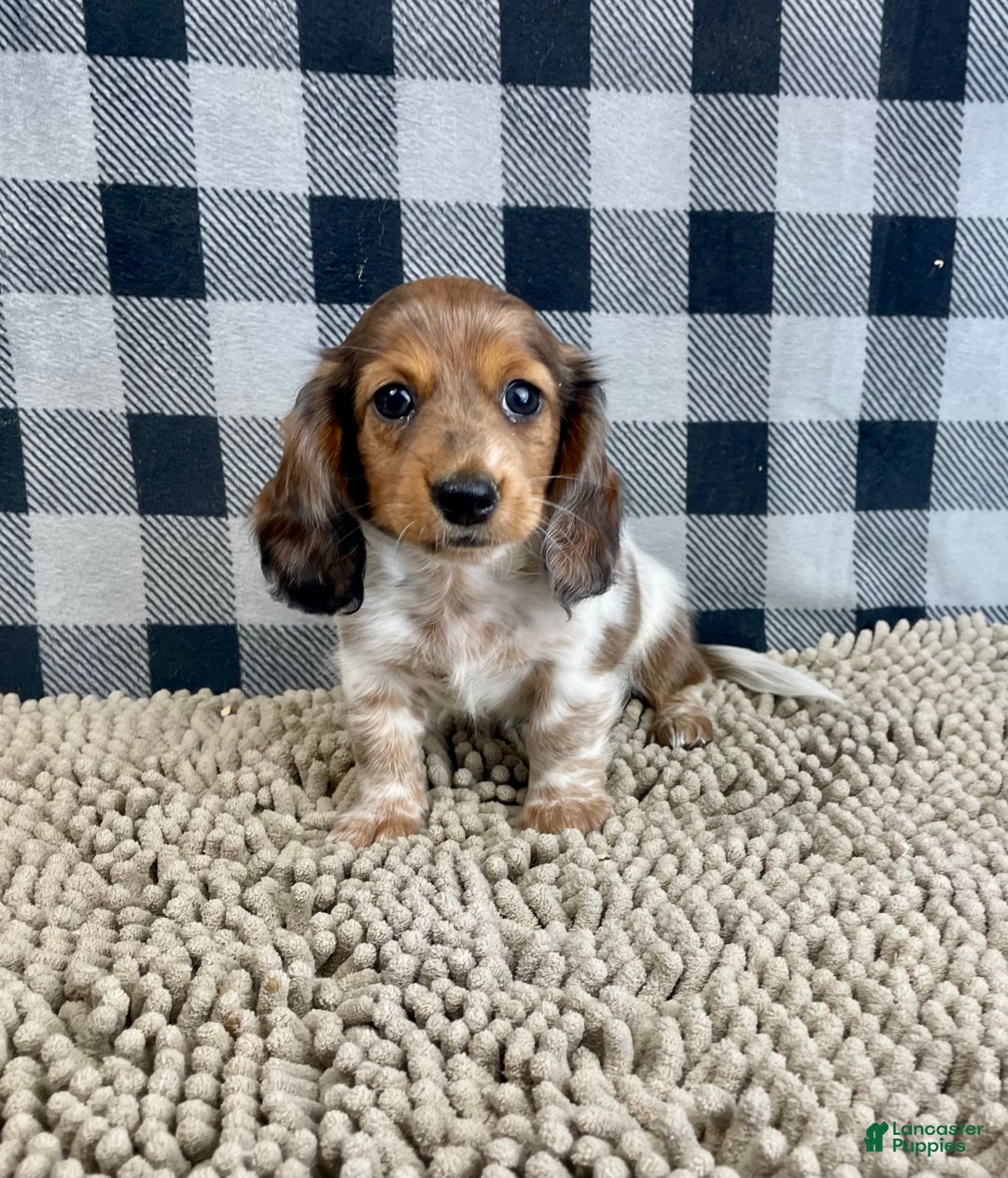 Miniature Dachshund dogs for sale: Kelly - Ad 3