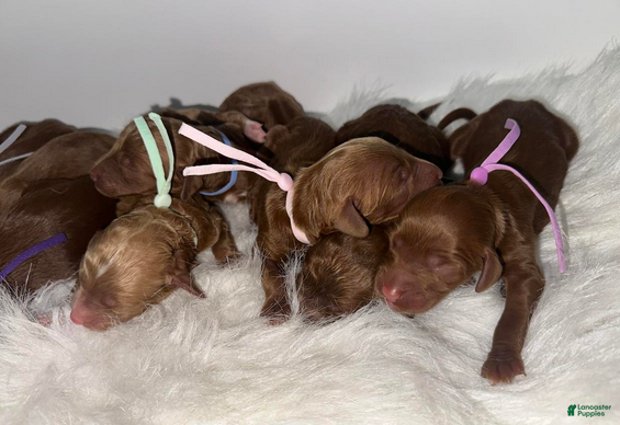 Goldendoodle dogs Girl 4 - Ad 15