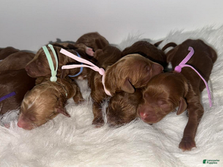 Goldendoodle dogs Girl 4 - Ad 12