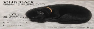 German Shepherd 6