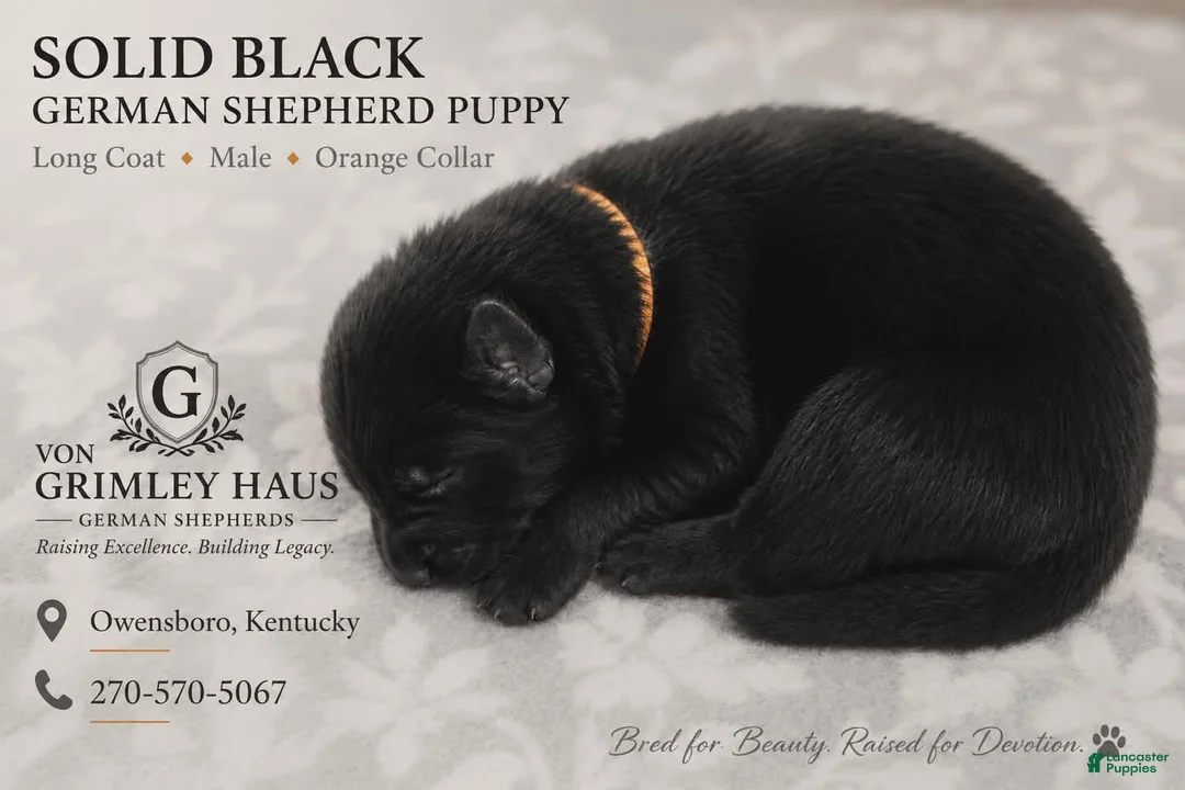 German Shepherd dogs for sale: German Shepherd 6 - Ad 1