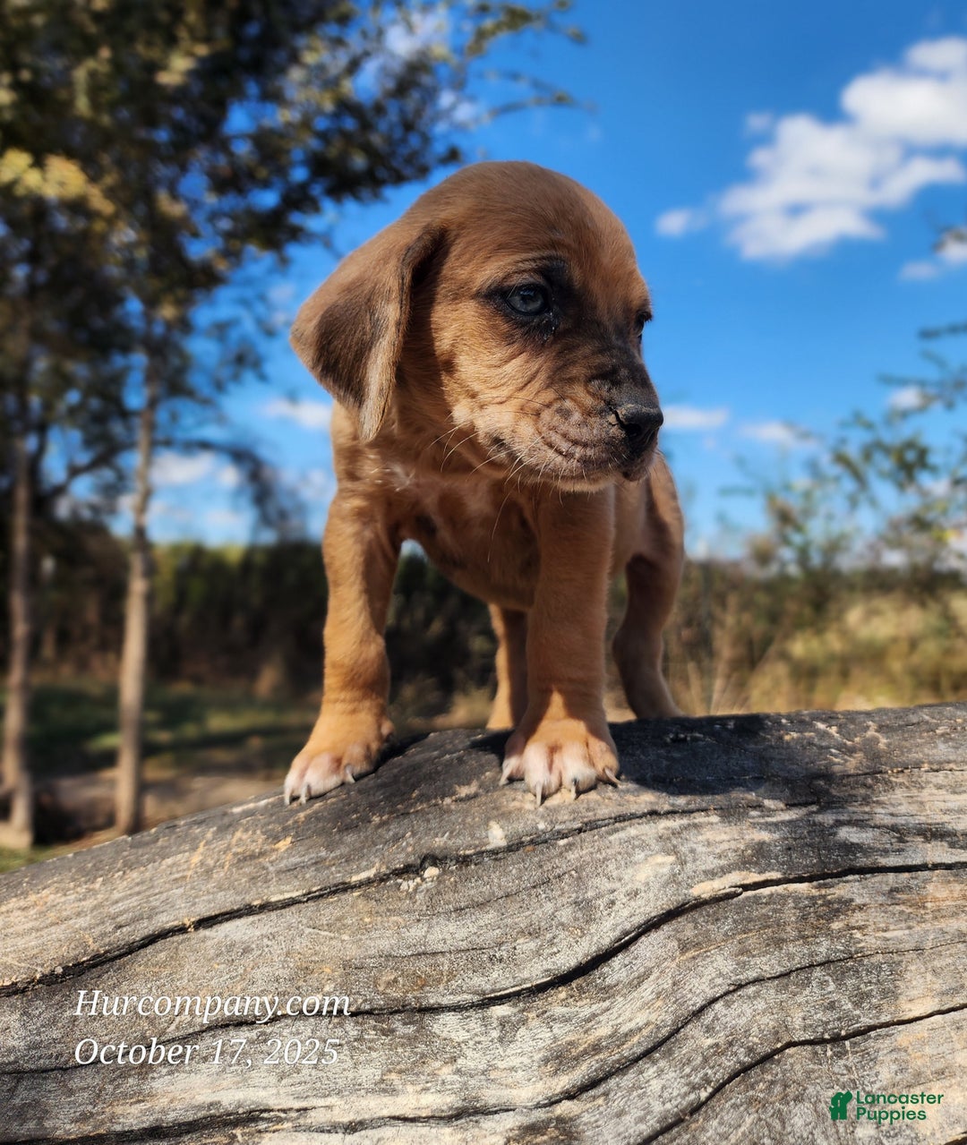 Catahoula Leopard Dog dogs for sale: Houdini 2025 Female 2 - Ad 8