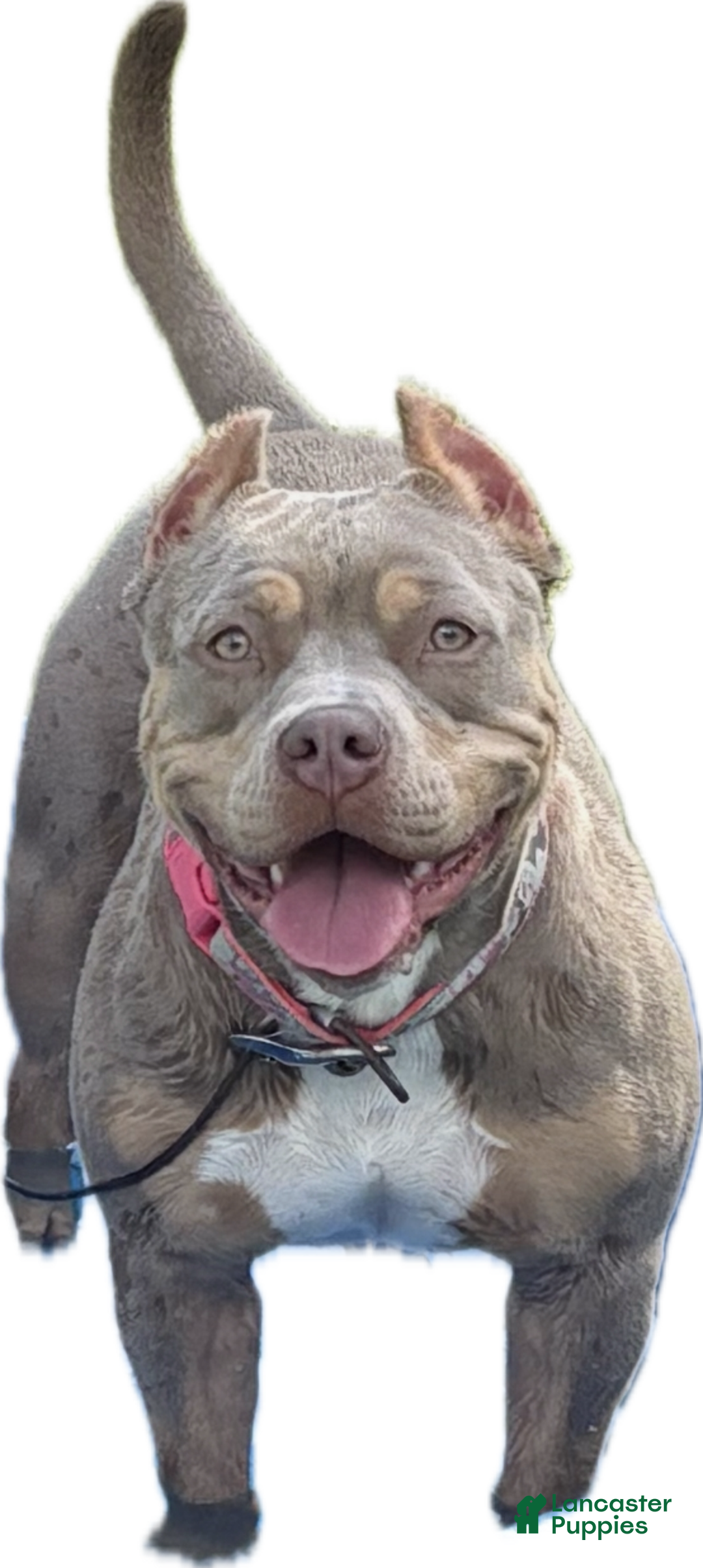 American Bully dogs for sale: American Bully Puppy 1 - Ad 2