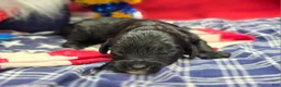 Cavapoo dogs for sale: Trigger - Ad 4