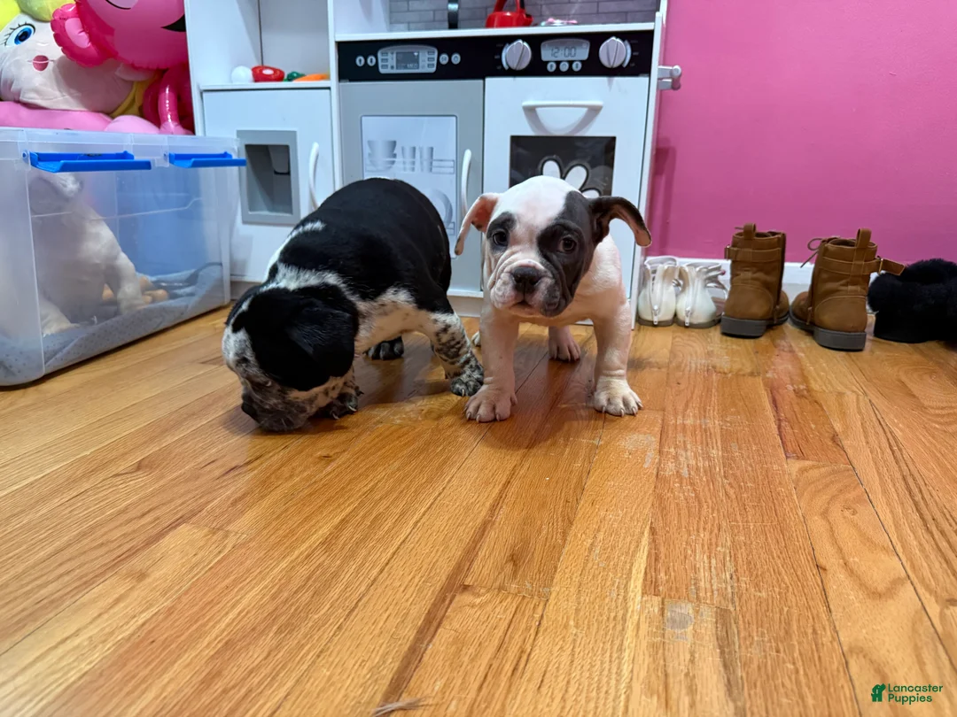 American Bully dogs for sale: Micro Bully Puppy  - Ad 1