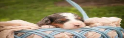 Bernedoodle dogs for sale: Everest Miniature Bernedoodle  - Ad 10